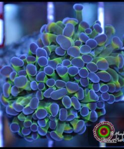 Hammer branch bicolor 2 cabezas unidas