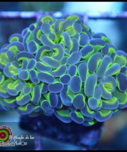 Hammer branch purple tips 2 cabezas unidas