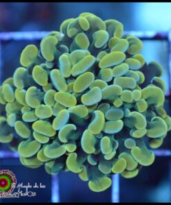 Hammer branch lime 2 cabezas unidas