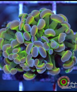 Hammer branch rainbow 2 cabezas unidas