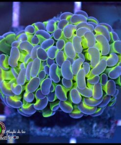 Hammer branch hollogram 2 cabezas unidas