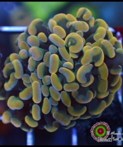 Hammer branch yellow