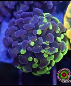 Two face hammer branch