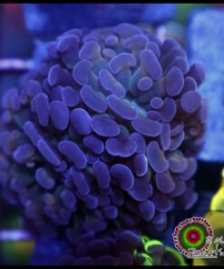 Hammer branch purple