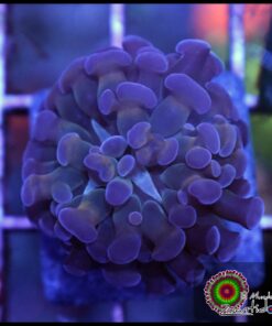 Hammer branch purple