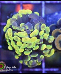 Yellow green marbled hammer branch 2 cabezas unidas