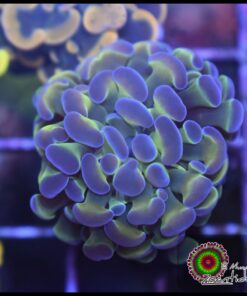 Hammer branch purple tips