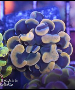 Hammer branch grafted yellow