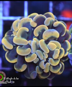 Hammer branch grafted yellow