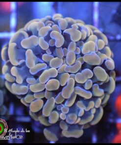 Hammer branch yellow