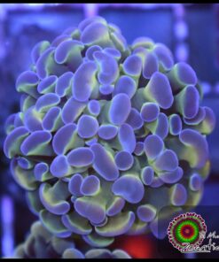 Hammer branch purple tips