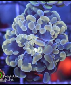 Light yellow hammer branch