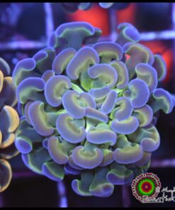 Hammer branch hollogram