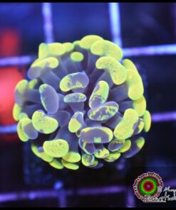 Yellow green marbled hammer branch