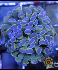 Hmammer branch bicolor