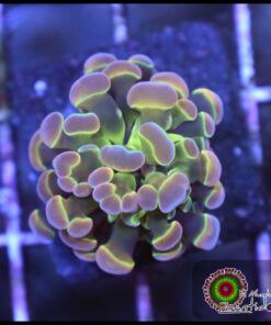 Hammer branch rainbow hollogram