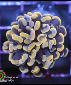 Hammer branch yellow