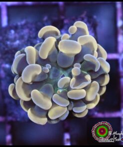 Hammer branch light yellow