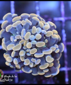 Hammer branch light yellow