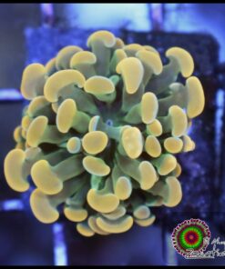 Willy Wonka hammer branch