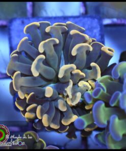 Green steam golden branch hammer