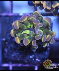 Hammer branch rainbow hollogram