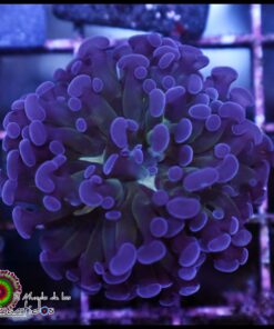 Purple hammer branch