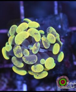 Yellow green marbled hammer branch