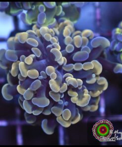 Hammer branch yellow light