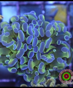 Purple tip hammer branch