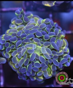 Hammer branch purple tips