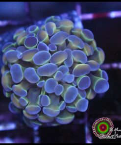 Hammer branch bicolor