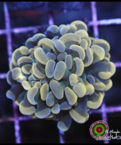 Hammer branch yellow light