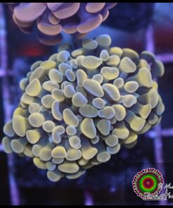 Hammer branch yellow bicolor