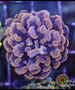 Hammer branch orange