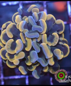 Hammer branch grafted yellow