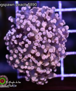 Frogspawn peach
