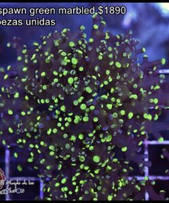 Frogspawn green marbled 2 cabezas unidas