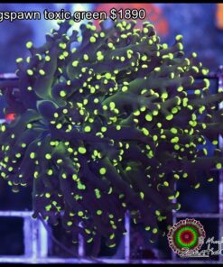 Frogspawn toxic green