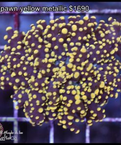 Frogspawn yellow metallic