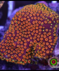 Stylocoeniella looney tunes