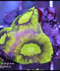 Reverse soul dragon favia