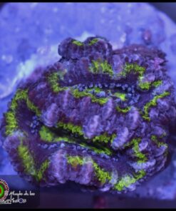 Green acan