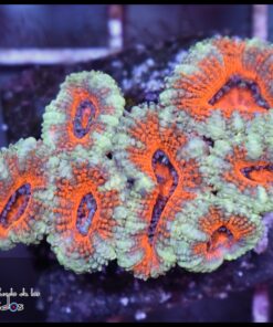 Acan