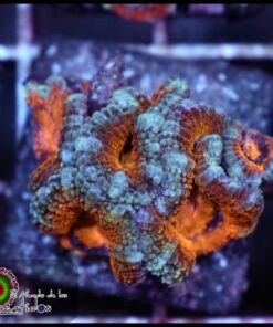 Acan