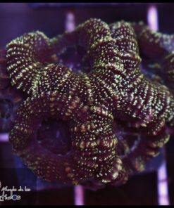 Acan glitter