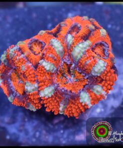 Acan ultra
