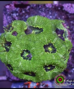 Acan verde