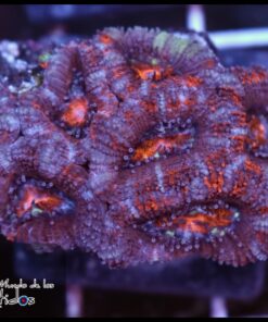 Acan ultra