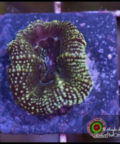 Acan glitter
